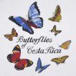 画像2: 00's Butterflies of Costa Rica スーベニアTシャツ (2)